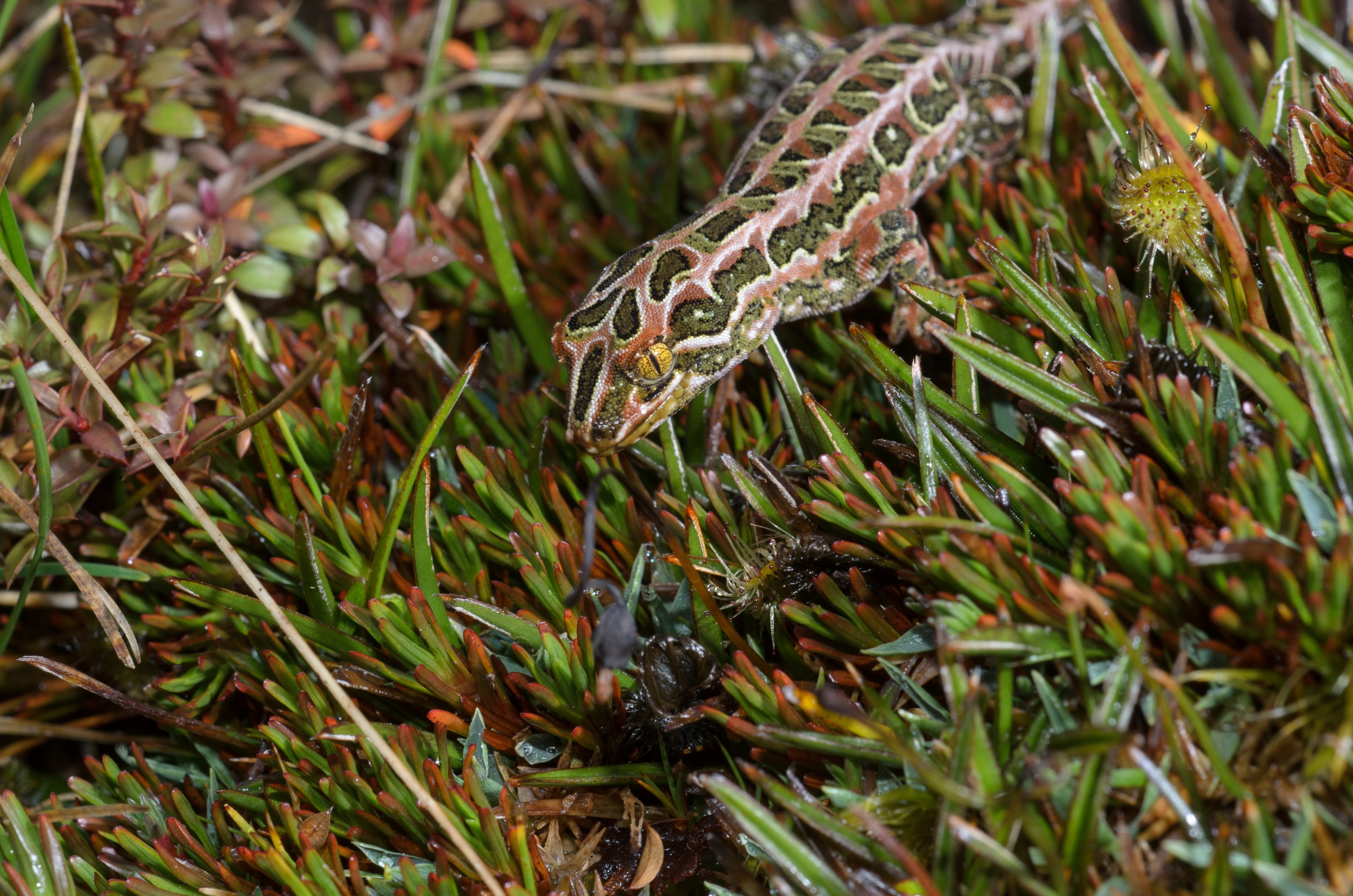 DSC_2902 – Adventure, Crispin, Hoplodactylus, Island, March 2017, National Park, New, New Zealand, Rakiura, South, Stewart, Tukutuku rakiurae, Zealand, amazing, gecko, harlequin gecko, rare, stunning